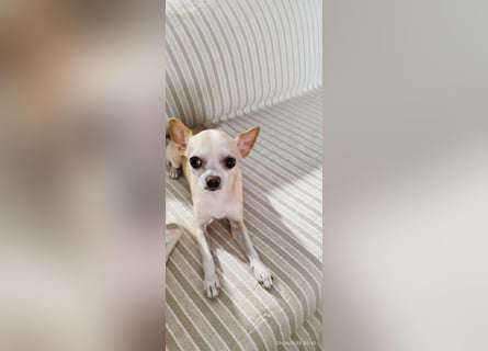 Chihuahua Pärchen sucht liebevollen Platz