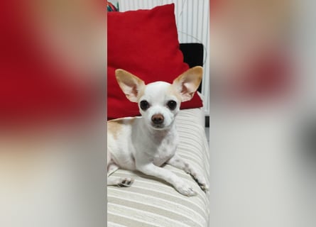 Chihuahua Mädchen Luna sucht liebevollen Platz