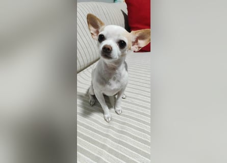 Chihuahua Mädchen Luna sucht liebevollen Platz