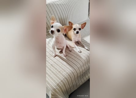 Chihuahua Pärchen sucht liebevollen Platz
