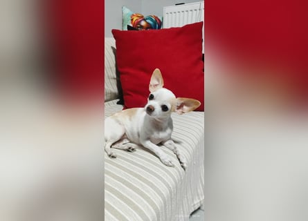Chihuahua Mädchen Luna sucht liebevollen Platz