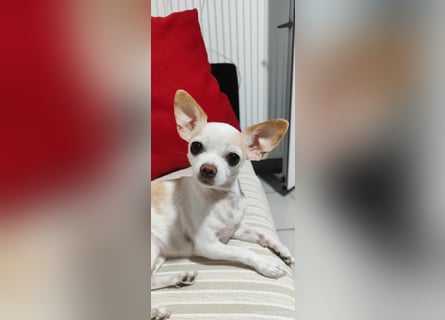 Chihuahua Mädchen Luna sucht liebevollen Platz