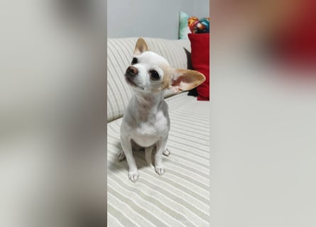 Chihuahua Mädchen Luna sucht liebevollen Platz