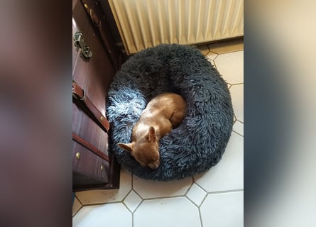 Chihuahua Hündin, zwei Jahre alt, lilac, freundlich