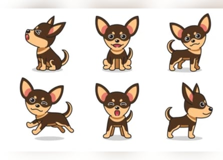 Kein Verkauf, wir suchen einen zweiten Hund, Rüde jung