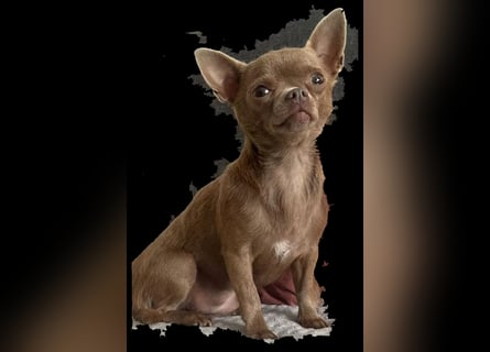 Chihuahua Hündin, zwei Jahre alt, lilac, freundlich