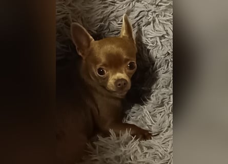 Chihuahua Hündin, zwei Jahre alt, lilac, freundlich