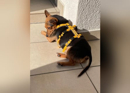 Roger: kleiner charmanter Begleiter