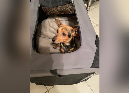 Roger: kleiner charmanter Begleiter