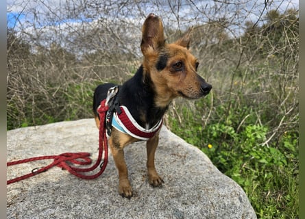 Roger: kleiner charmanter Begleiter