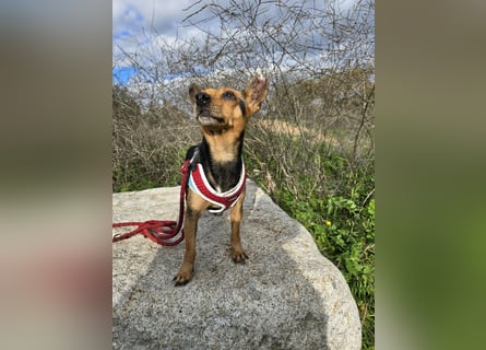 Roger: kleiner charmanter Begleiter