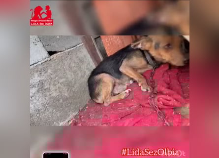 Roger: kleiner charmanter Begleiter