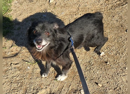 Mimmo: kleiner Zwerg sucht Kuschelplatz