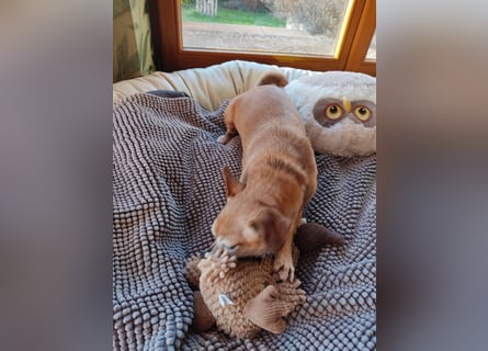 Sonnenanbeterin Elmi ❤️ menschenbezogen und lebensfroh - bereits in Deutschland