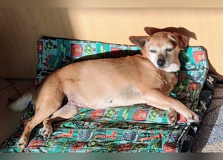 Sonnenanbeterin Elmi ❤️ menschenbezogen und lebensfroh - bereits in Deutschland