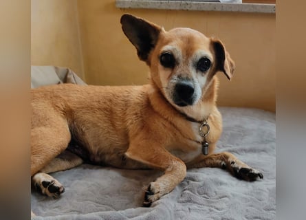 In Deutschland auf PS ❤️ Sonnenanbeterin Elmi – menschenbezogen und lebensfroh