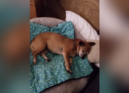 In Deutschland auf PS ❤️ Sonnenanbeterin Elmi – menschenbezogen und lebensfroh