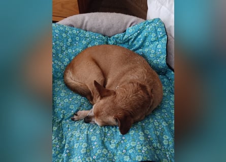 In Deutschland auf PS ❤️ Sonnenanbeterin Elmi – menschenbezogen und lebensfroh