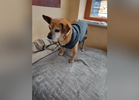 In Deutschland auf PS ❤️ Sonnenanbeterin Elmi – menschenbezogen und lebensfroh