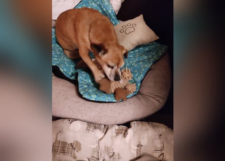 In Deutschland auf PS ❤️ Sonnenanbeterin Elmi – menschenbezogen und lebensfroh