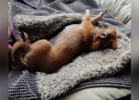 Sonnenanbeterin Elmi ❤️ menschenbezogen und lebensfroh - bereits in Deutschland