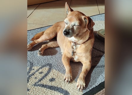 In Deutschland auf PS ❤️ Sonnenanbeterin Elmi – menschenbezogen und lebensfroh