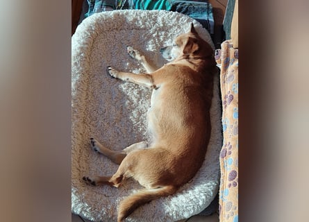 In Deutschland auf PS ❤️ Sonnenanbeterin Elmi – menschenbezogen und lebensfroh