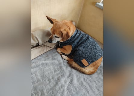 In Deutschland auf PS ❤️ Sonnenanbeterin Elmi – menschenbezogen und lebensfroh