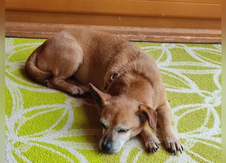 In Deutschland auf PS ❤️ Sonnenanbeterin Elmi – menschenbezogen und lebensfroh