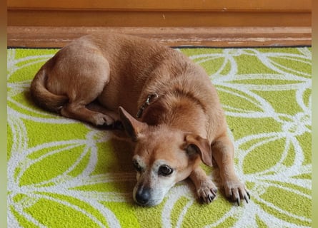 Sonnenanbeterin Elmi ❤️ menschenbezogen und lebensfroh - bereits in Deutschland