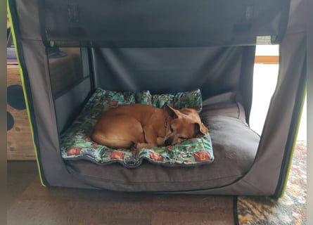 In Deutschland auf PS ❤️ Sonnenanbeterin Elmi – menschenbezogen und lebensfroh