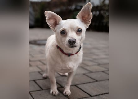 Füri - im Doppelpack mit Dobby - Tierhilfe Franken e.V.