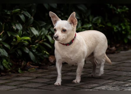 Füri - im Doppelpack mit Dobby - Tierhilfe Franken e.V.