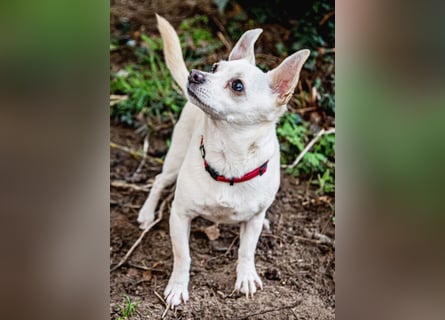 Füri - im Doppelpack mit Dobby - Tierhilfe Franken e.V.