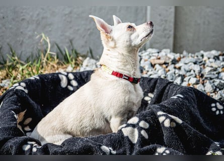 Füri - im Doppelpack mit Dobby - Tierhilfe Franken e.V.