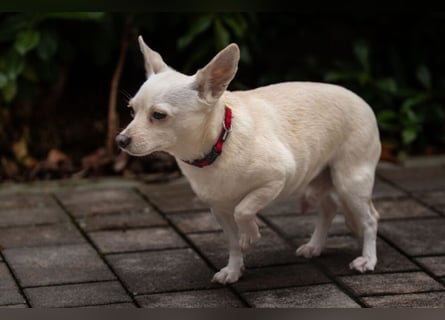 Füri - im Doppelpack mit Dobby - Tierhilfe Franken e.V.