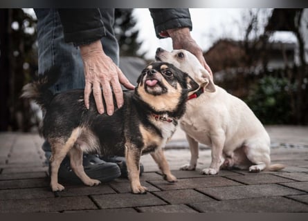 Füri - im Doppelpack mit Dobby - Tierhilfe Franken e.V.