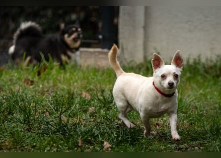 Füri - im Doppelpack mit Dobby - Tierhilfe Franken e.V.