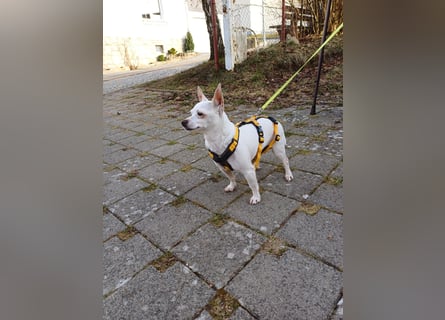 Mimma: kleine Maus sucht Kuschelplatz