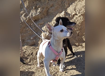 Mimma: kleine Maus sucht Kuschelplatz