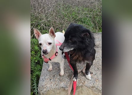 Mimma: kleine Maus sucht Kuschelplatz