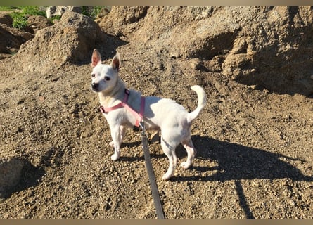 Mimma: kleine Maus sucht Kuschelplatz