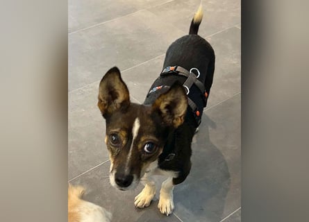 kleine Herzensbrecherin SAMI - 5 Jahre, 25cm - Chihuahua-Mix