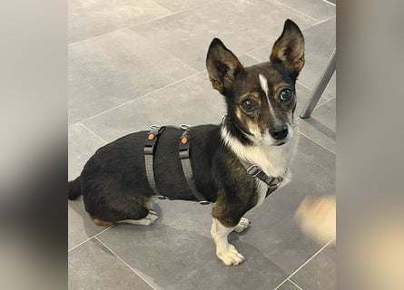kleine Herzensbrecherin SAMI - 5 Jahre, 25cm - Chihuahua-Mix