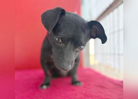 (R) ❤️ kleiner Herzensbrecher HOPI - 1,5 Jahre, 25cm/5,5kg - Mischling