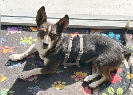 kleine Herzensbrecherin SAMI - 5 Jahre, 25cm - Chihuahua-Mix