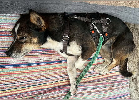 kleine Herzensbrecherin SAMI - 5 Jahre, 25cm - Chihuahua-Mix