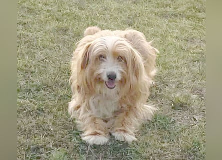 (R)* ❤️ kleiner Herzensbrecher HOPI - 1,5 Jahre, 25cm/5,5kg - Mischling