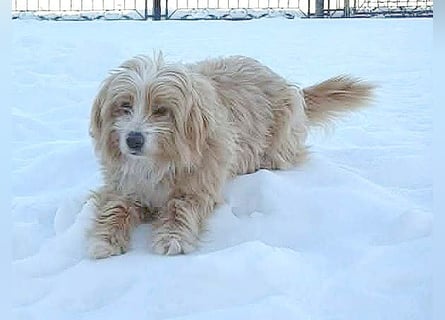 (R)* ❤️ kleiner Herzensbrecher HOPI - 1,5 Jahre, 25cm/5,5kg - Mischling