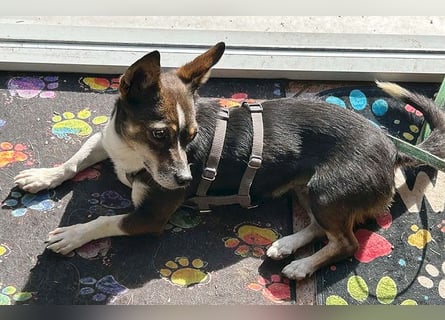 kleine Herzensbrecherin SAMI - 5 Jahre, 25cm - Chihuahua-Mix